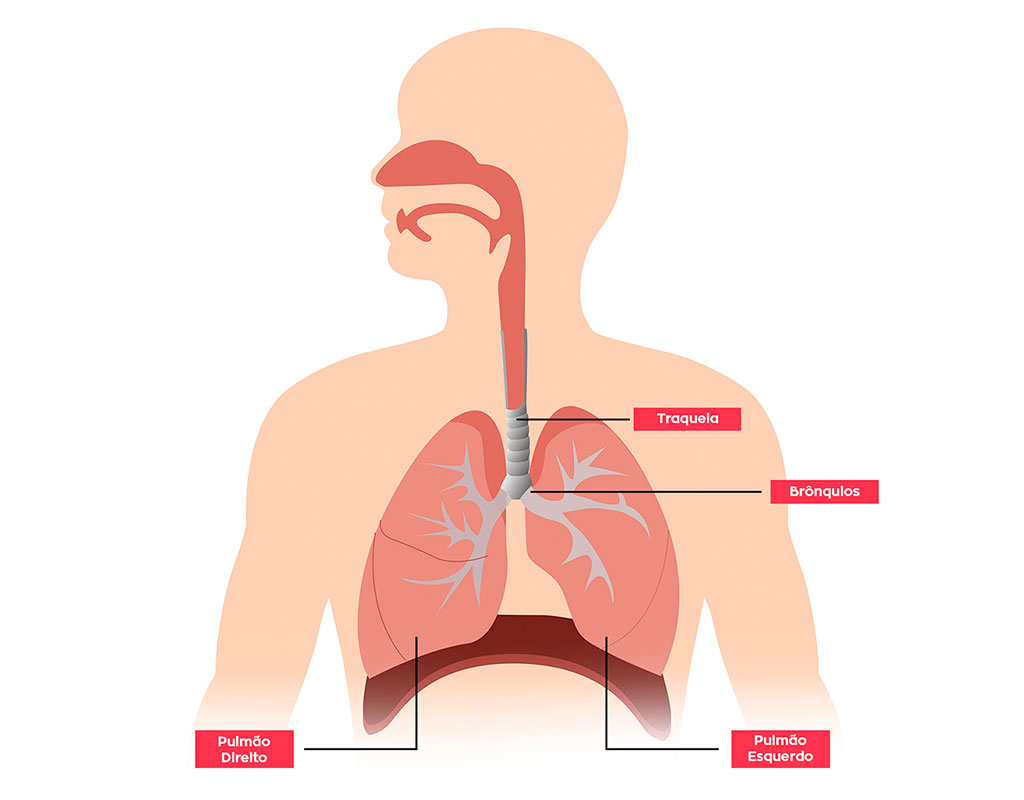 Imagem ilustrativa do pulmão, traqueia e brônquios